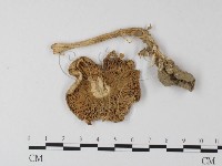 鵝膏屬藏品圖，第1張