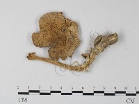 鵝膏屬藏品圖，第3張