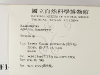 鵝膏屬藏品圖，第2張