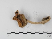 鵝膏屬藏品圖，第3張