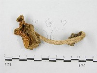 鵝膏屬藏品圖，第4張