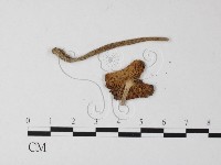 登錄號:F0014577藏品圖，第4張