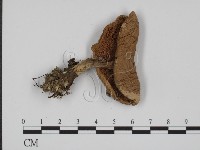 登錄號:F0014579藏品圖，第1張