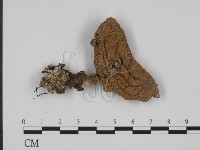 登錄號:F0014579藏品圖，第3張