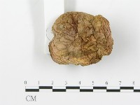 登錄號:F0014580藏品圖，第4張
