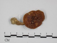 登錄號:F0014581藏品圖，第1張