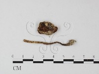 登錄號:F0014582藏品圖，第1張