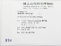 細鱗蘑菇藏品圖，第2張