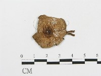 細鱗蘑菇藏品圖，第3張