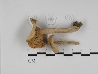 登錄號:F0014588藏品圖，第1張