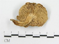 粉褶菌屬藏品圖，第1張