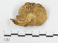 粉褶菌屬藏品圖，第3張