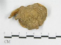 粉褶菌屬藏品圖，第4張