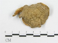 粉褶菌屬藏品圖，第5張