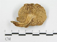 粉褶菌屬藏品圖，第6張