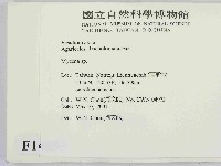小菇屬藏品圖，第2張