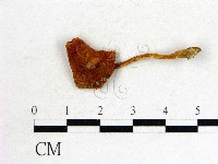 登錄號:F0014594藏品圖，第1張