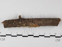 登錄號:F0014595藏品圖，第1張