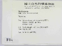 小菇屬藏品圖，第2張