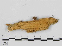 小菇屬藏品圖，第3張