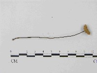 登錄號:F0014597藏品圖，第3張