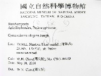 優雅波邊革菌藏品圖，第2張