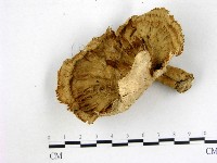 優雅波邊革菌藏品圖，第1張