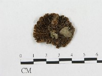 登錄號:F0014602藏品圖，第1張