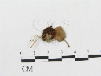 登錄號:F0014603藏品圖，第1張