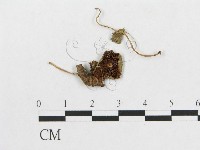 登錄號:F0014603藏品圖，第3張