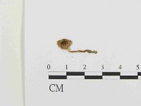 登錄號:F0014604藏品圖，第1張