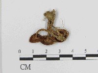 登錄號:F0014606藏品圖，第3張