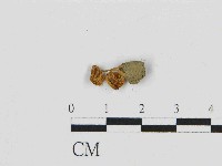 濕傘屬藏品圖，第3張