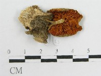 登錄號:F0014608藏品圖，第1張