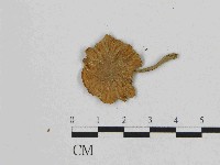 登錄號:F0014609藏品圖，第1張