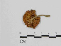 登錄號:F0014609藏品圖，第3張