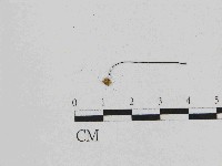 小皮傘屬藏品圖，第3張