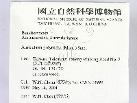 毛木耳藏品圖，第2張