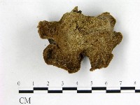 毛木耳藏品圖，第3張