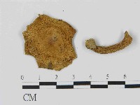 乳菇屬藏品圖，第3張