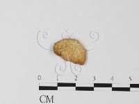 登錄號:F0014616藏品圖，第1張