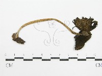 鬼傘屬藏品圖，第3張