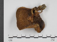 登錄號:F0014619藏品圖，第1張