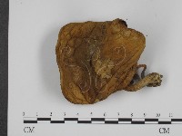 登錄號:F0014619藏品圖，第3張