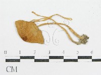 登錄號:F0014620藏品圖，第3張