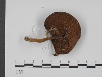 登錄號:F0014621藏品圖，第3張