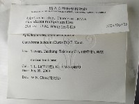 重傘靈芝藏品圖，第2張