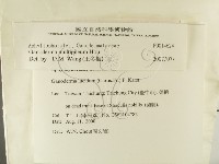 重傘靈芝藏品圖，第2張