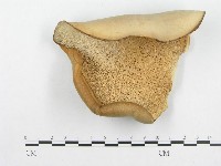 登錄號:F0014625藏品圖，第1張