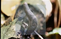 登錄號:F0014626藏品圖，第5張